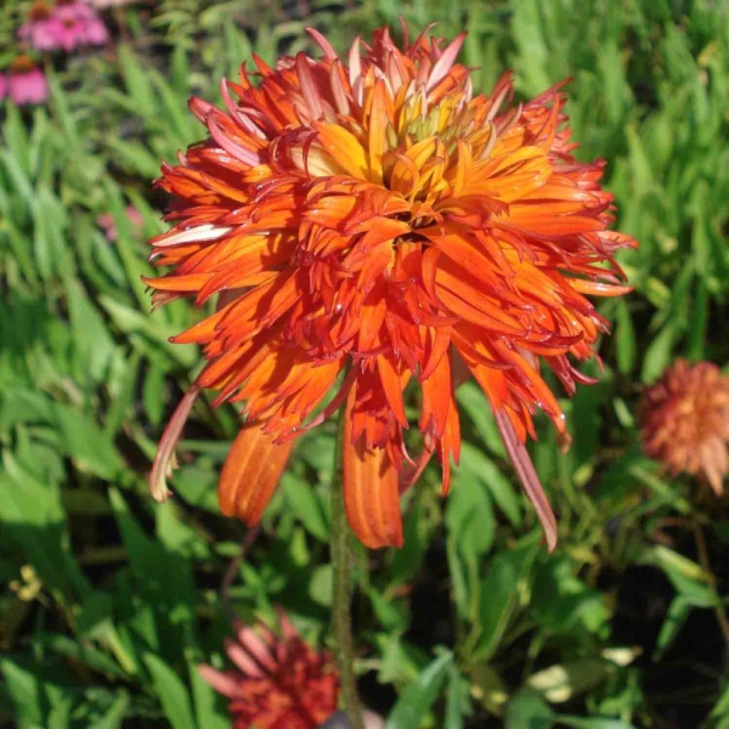 Echinacea purpurea Summer Salsa - Sonnenhut