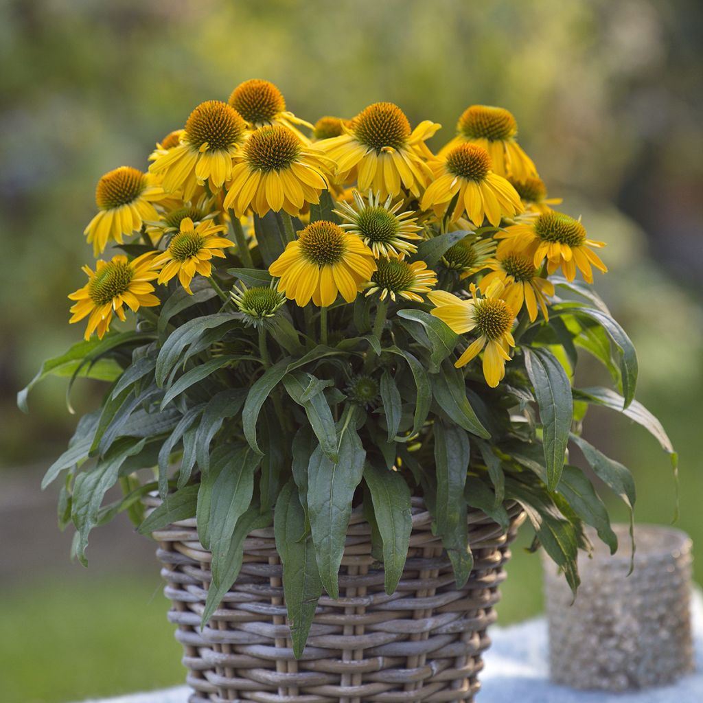 Echinacea purpurea Sun Magic Vintage Yellow - Sonnenhut