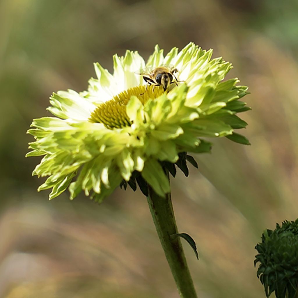 Echinacea purpurea SunSeekers Apple Green - Sonnenhut