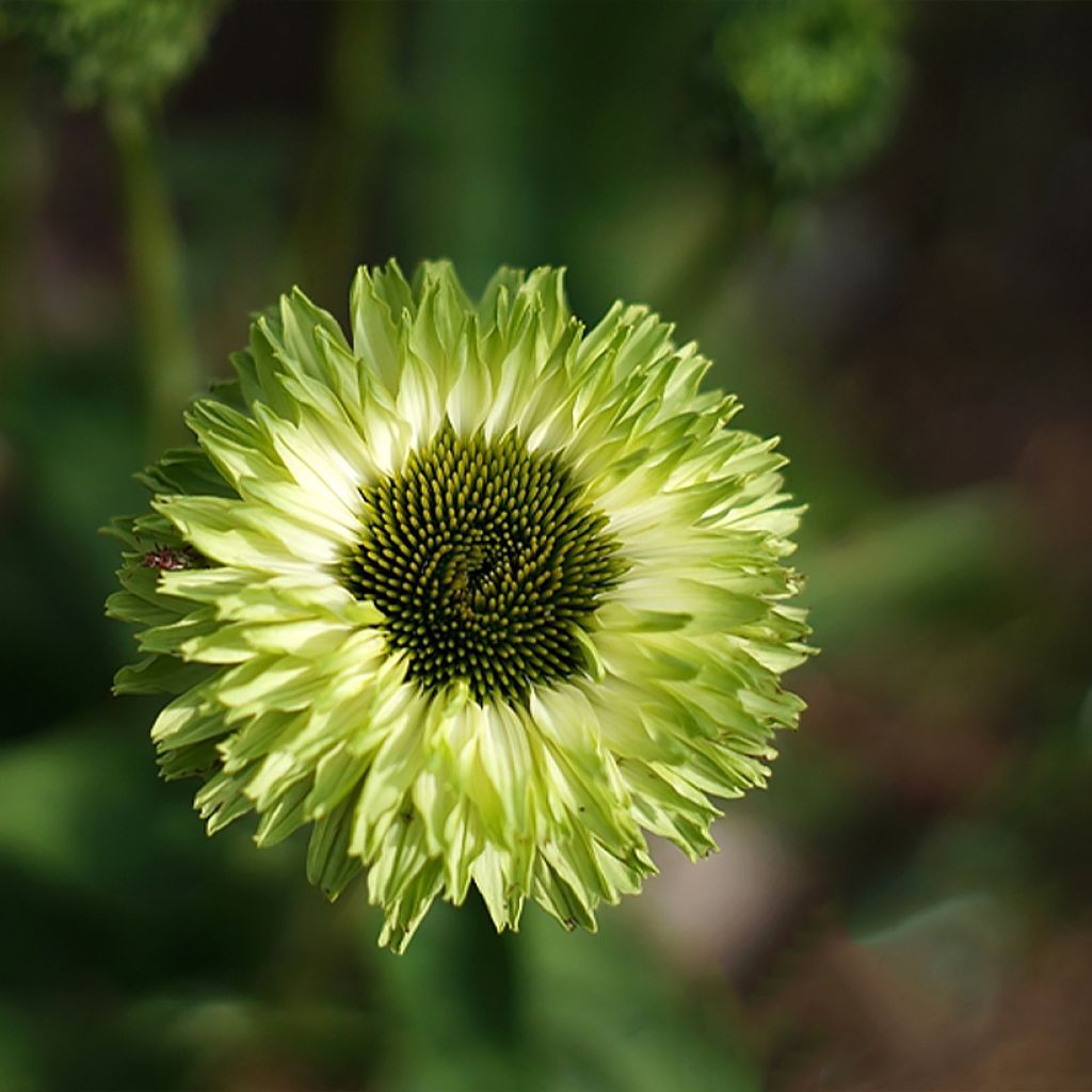 Echinacea purpurea SunSeekers Apple Green - Sonnenhut