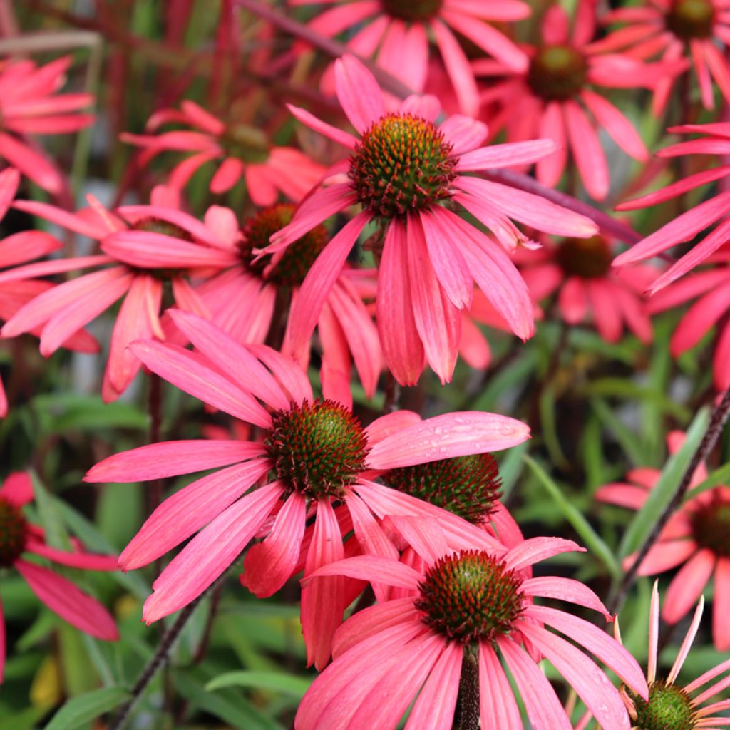 Echinacea purpurea SunSeekers Orange - Sonnenhut