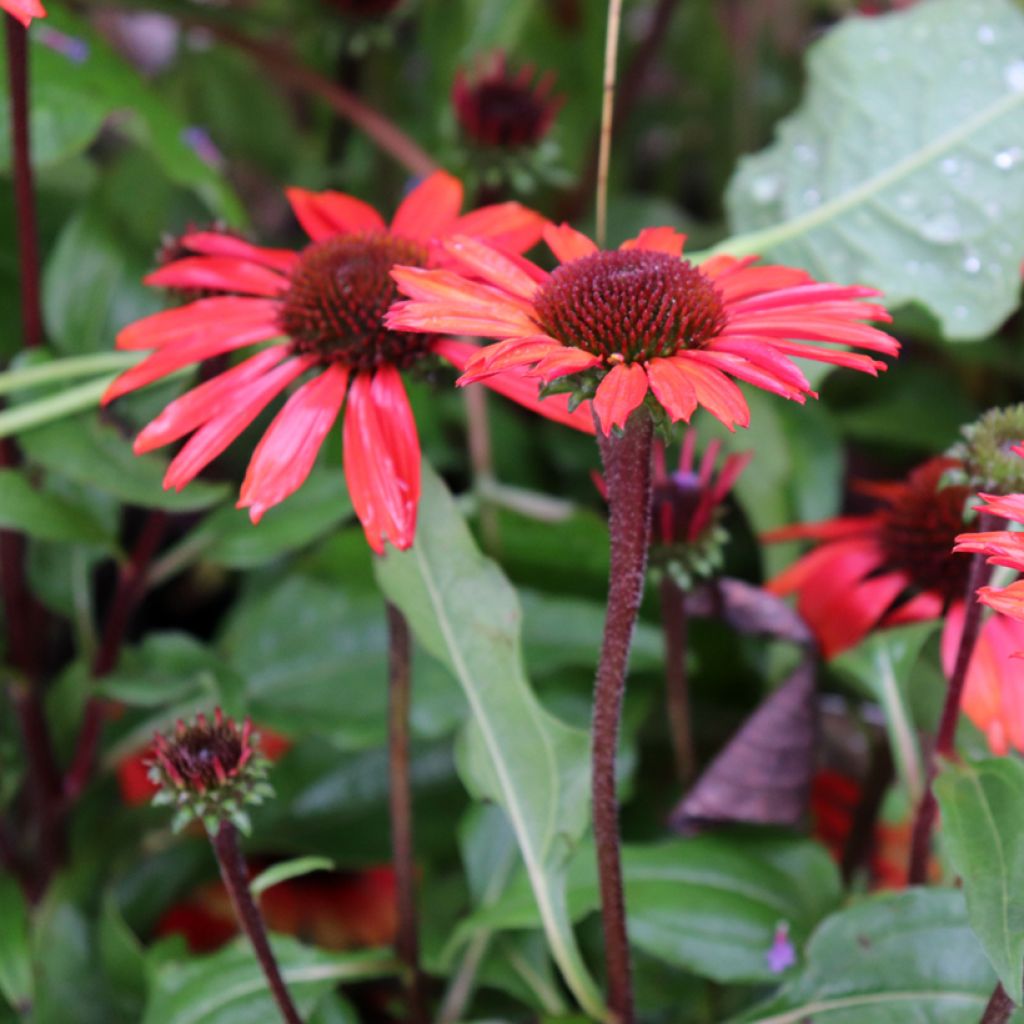 Echinacea purpurea SunSeekers Orange - Sonnenhut