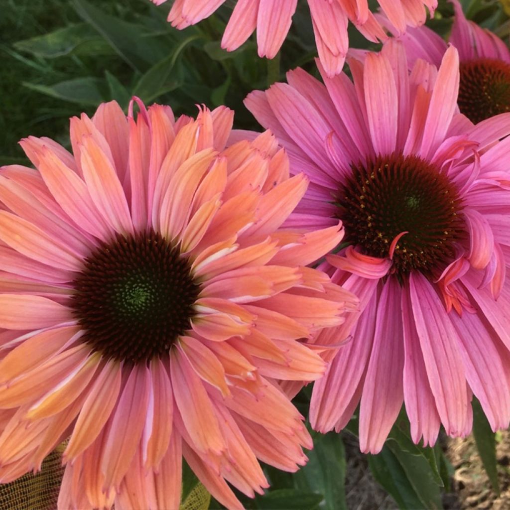 Echinacea purpurea - Sonnenhut