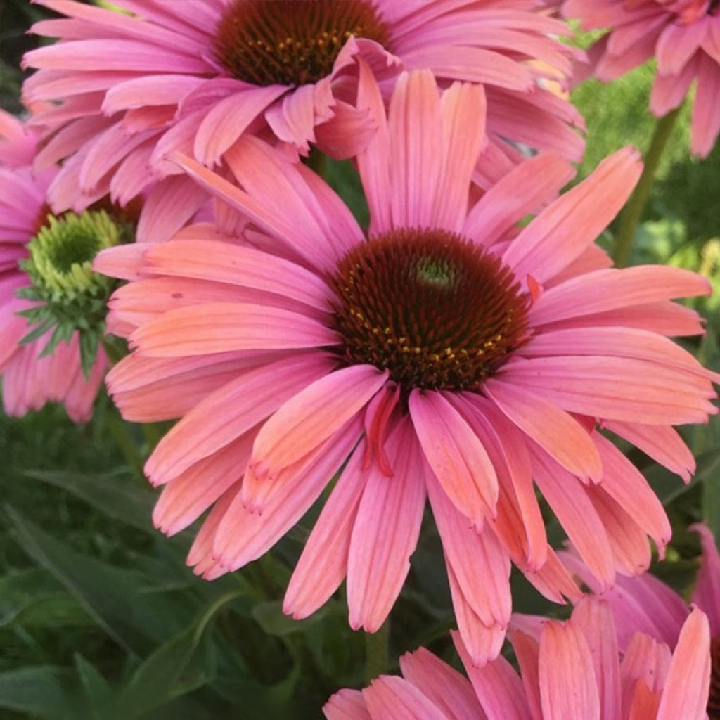 Echinacea purpurea - Sonnenhut