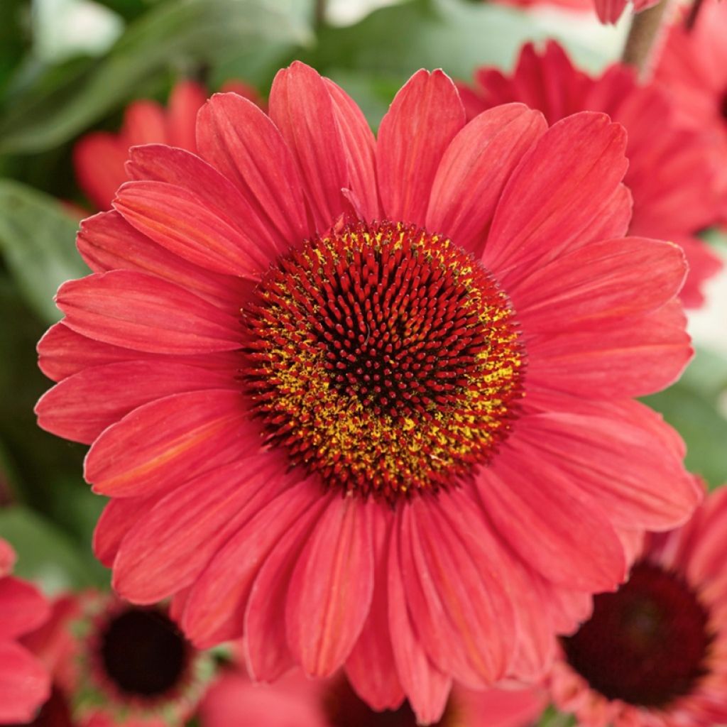 Echinacea purpurea SunSeekers Red - Sonnenhut