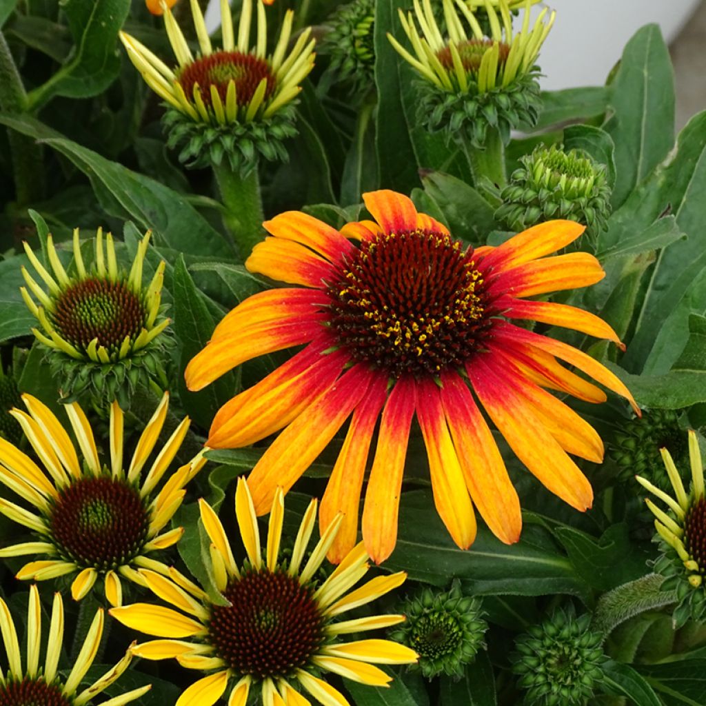 Echinacea purpurea SunSeekers Tequila Sunrise - Sonnenhut