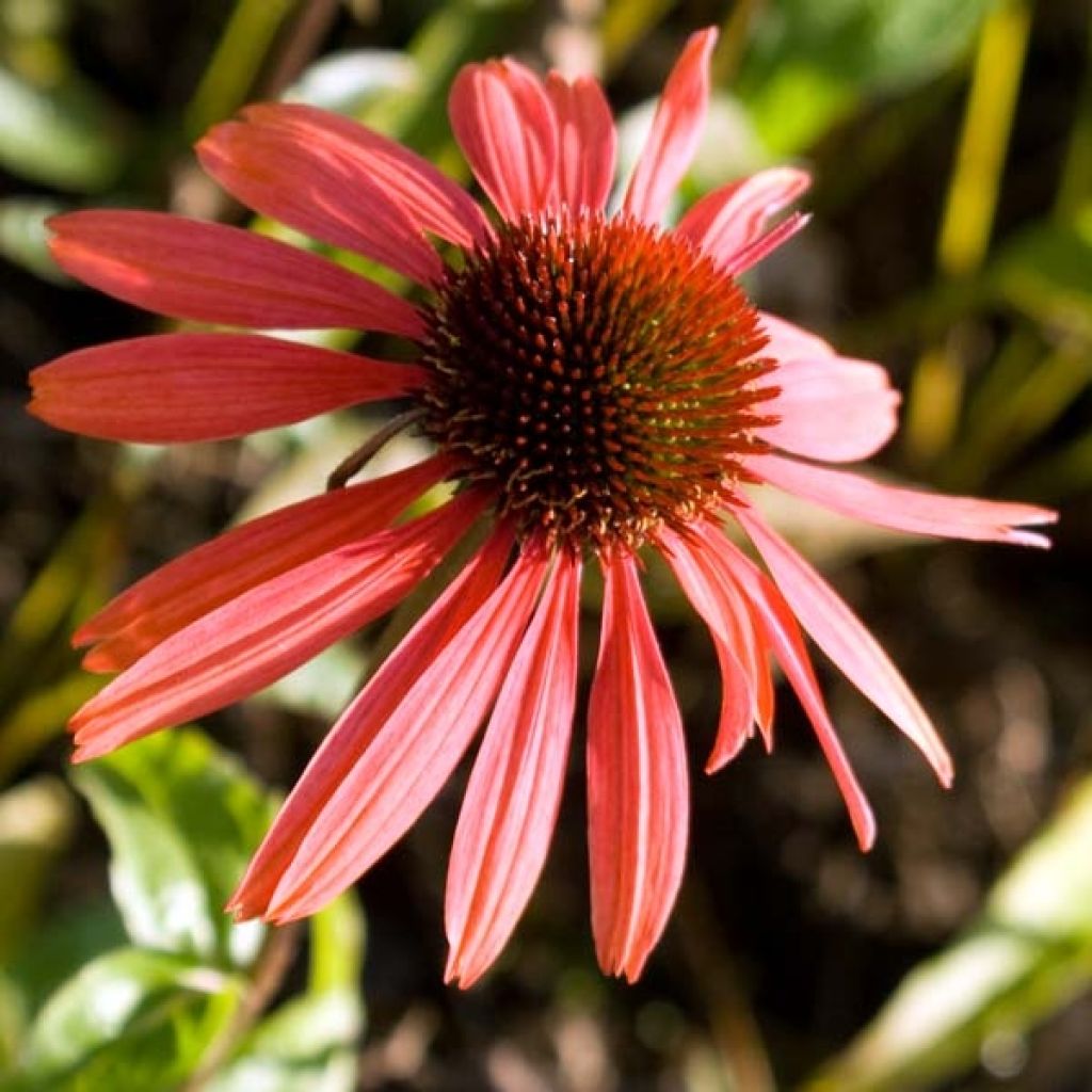 Echinacea purpurea Sundown - Sonnenhut