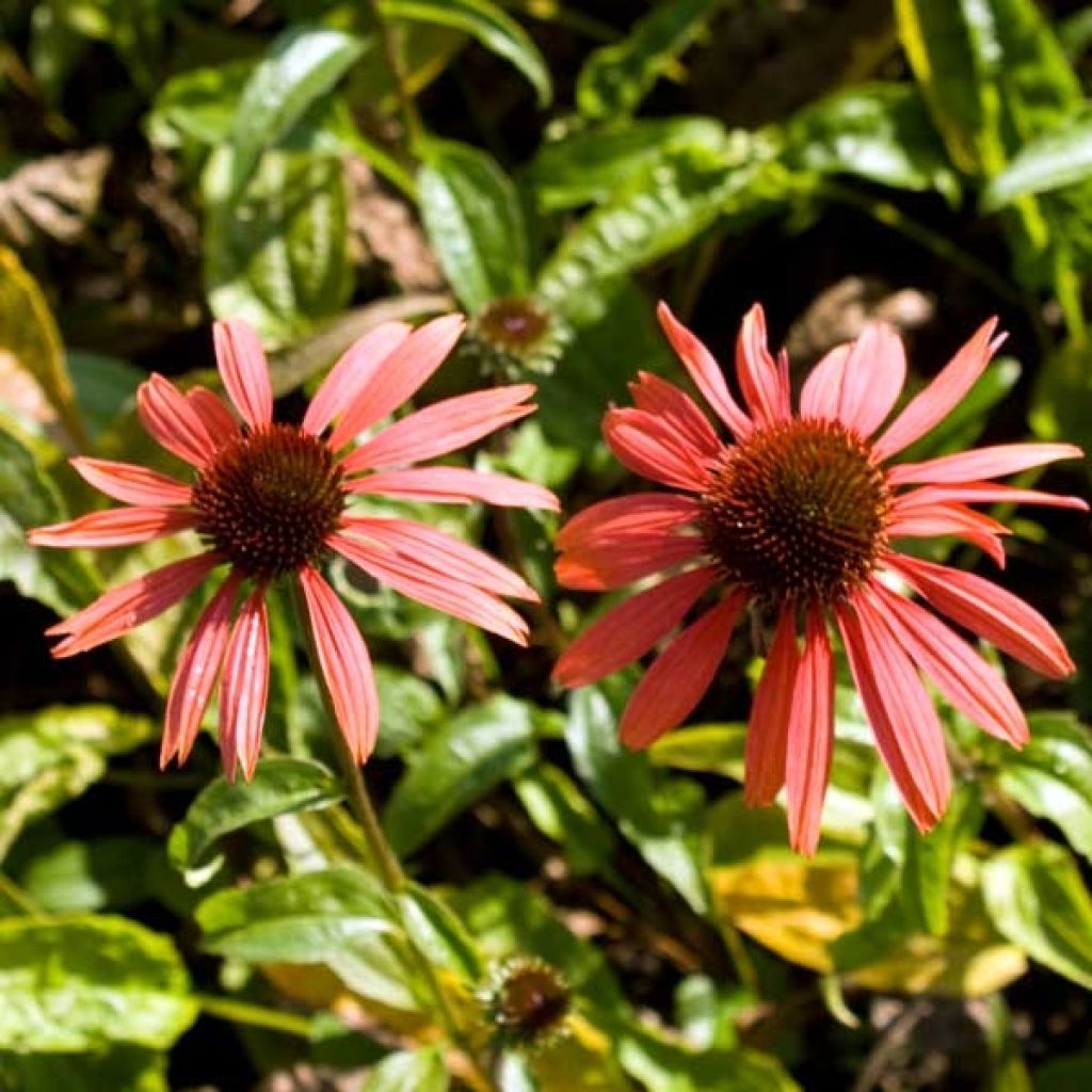 Rudbeckia ou Echinacea purpurea Sundown