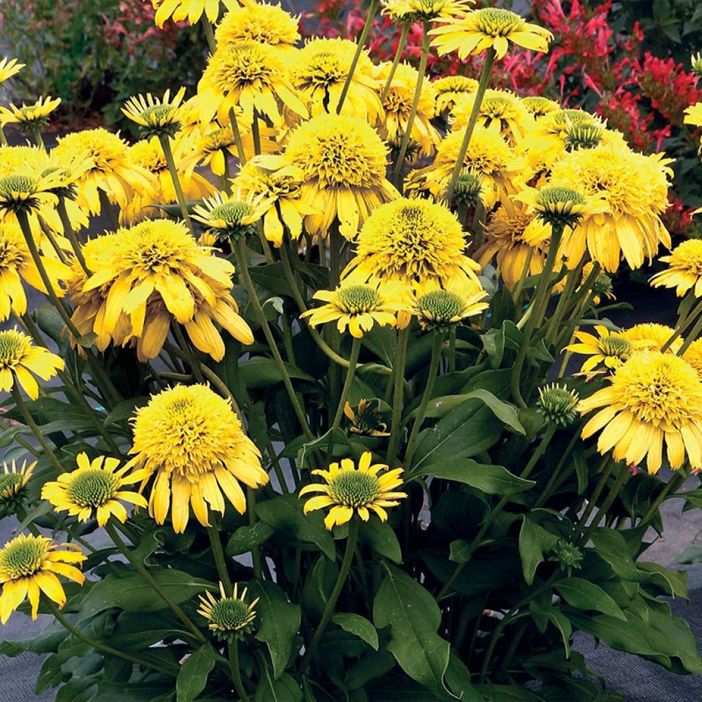 Echinacea Sunny Days Lemon - Scheinsonnenhut