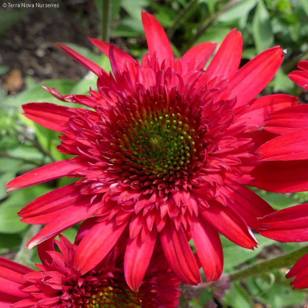 Echinacea Sunny Days Ruby - Scheinsonnenhut