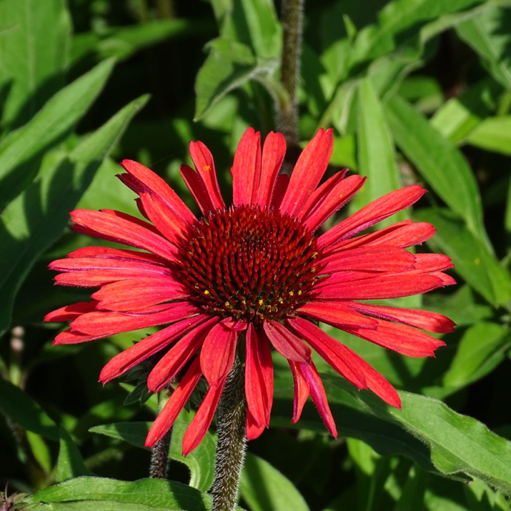 Echinacea purpurea SunSeekers Orange - Sonnenhut