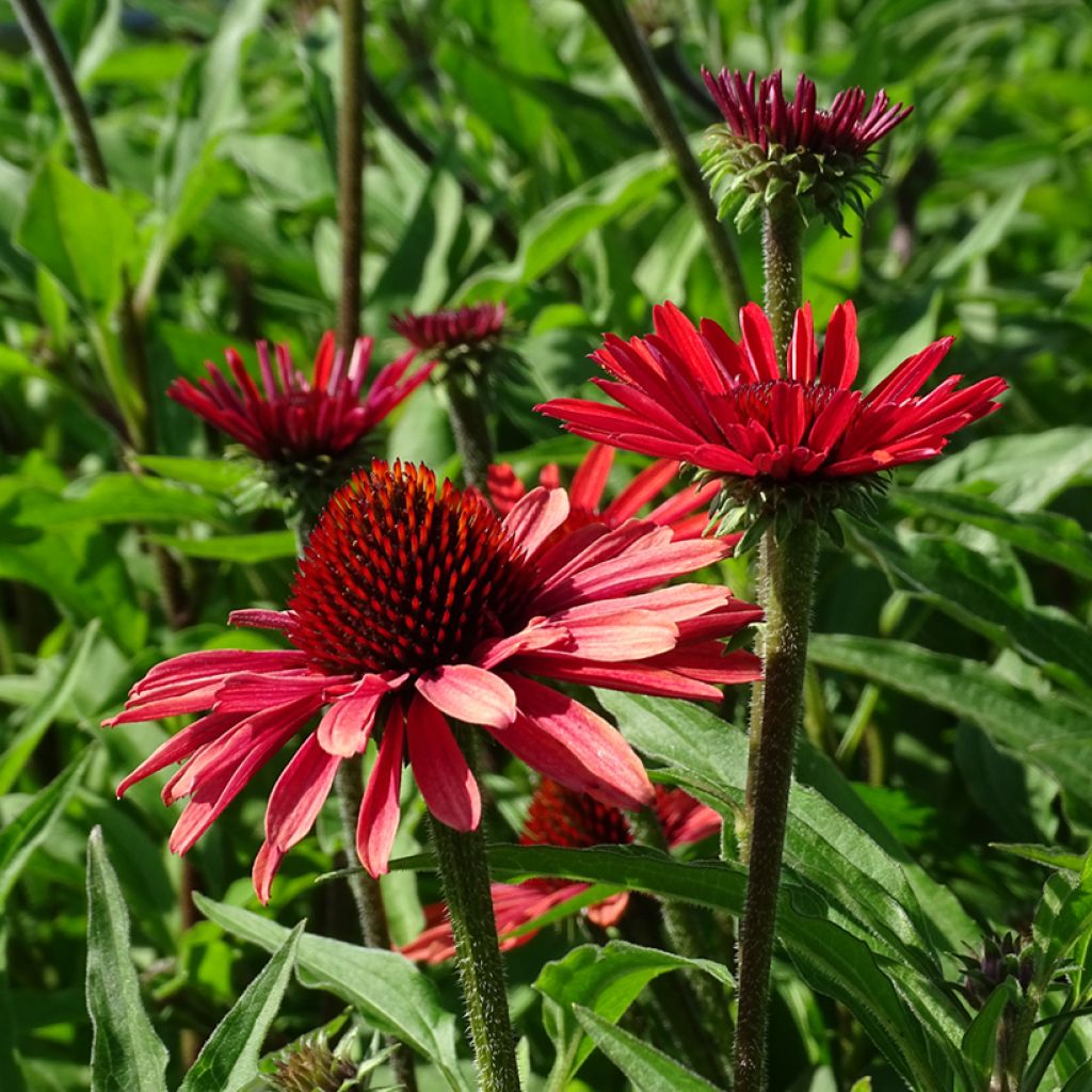 Echinacea purpurea SunSeekers Orange - Sonnenhut