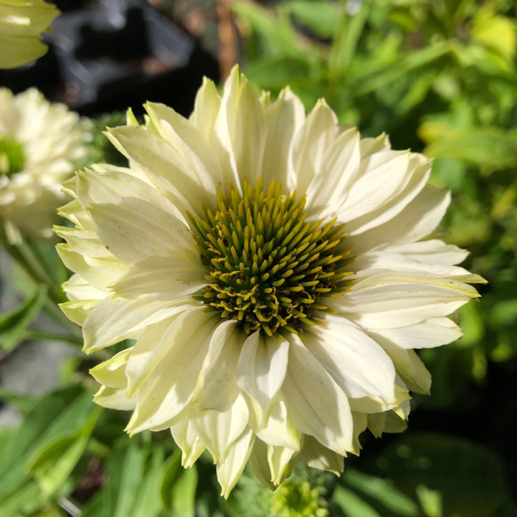 Echinacea purpurea SunSeekers White Perfection - Sonnenhut