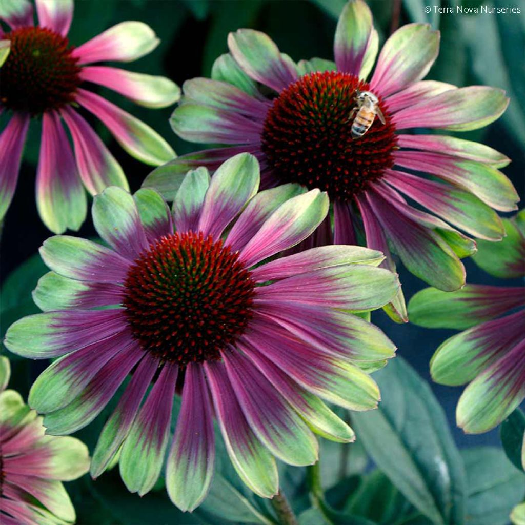 Echinacea Sweet Sandia - Rudbeckia