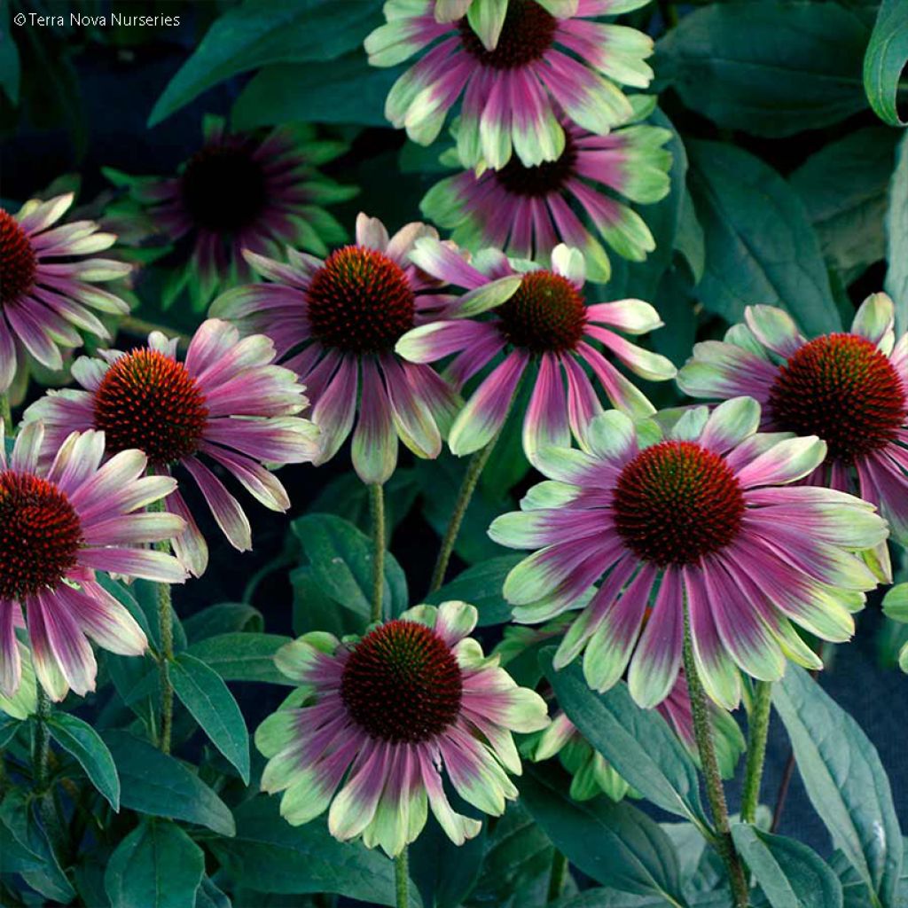 Echinacea Sweet Sandia - Rudbeckia