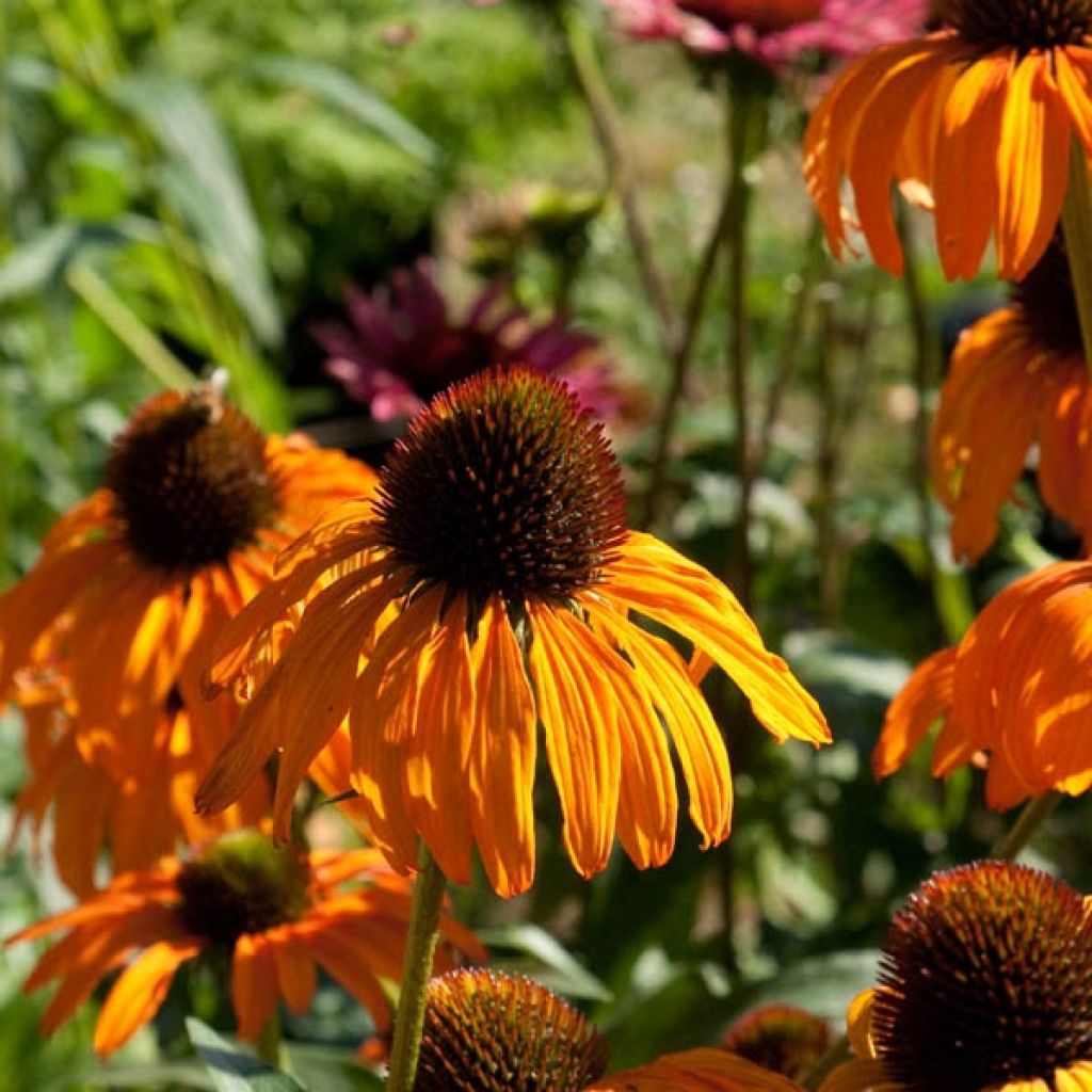 Echinacea purpurea Tangerine Dream - Sonnenhut