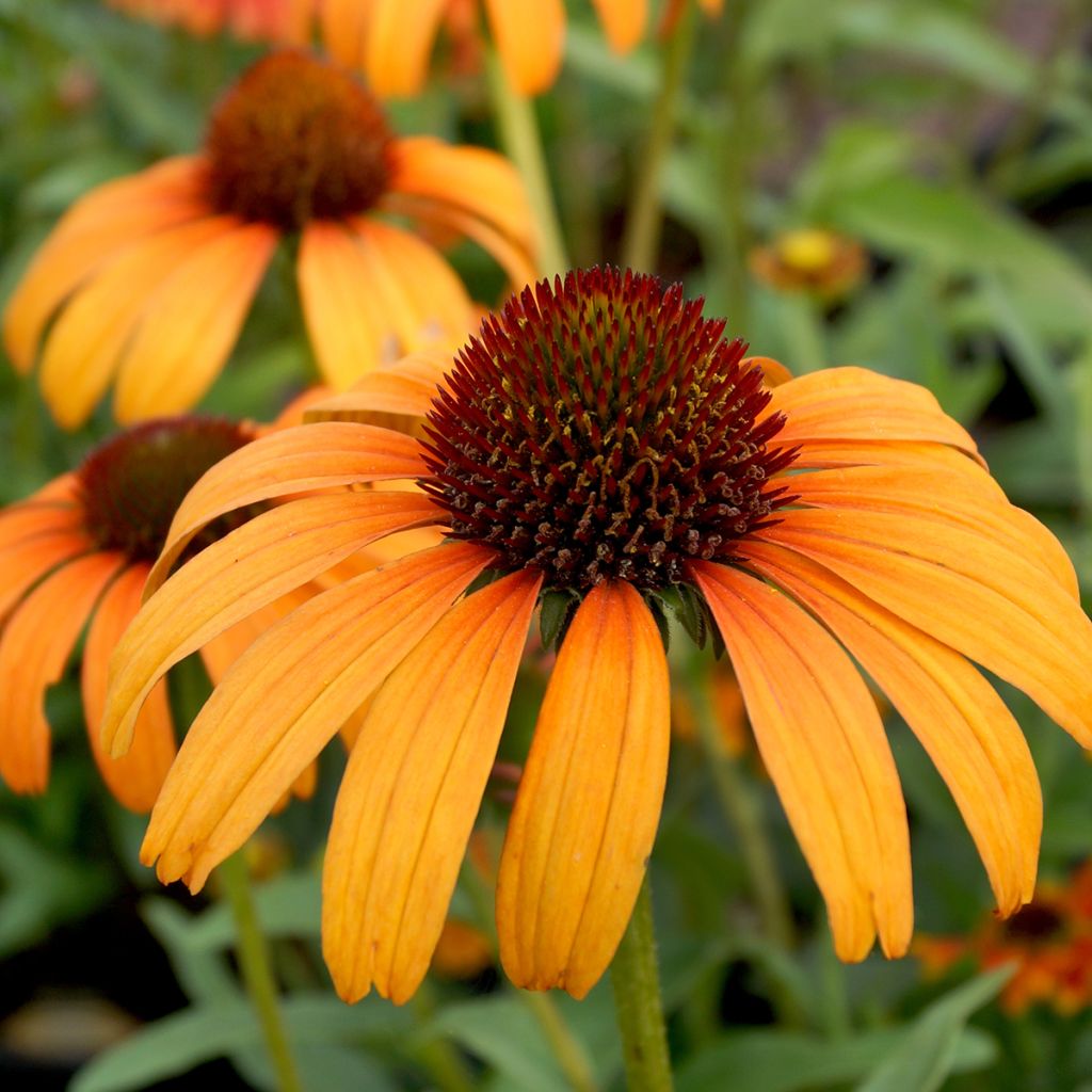 Echinacea purpurea Tangerine Dream - Sonnenhut