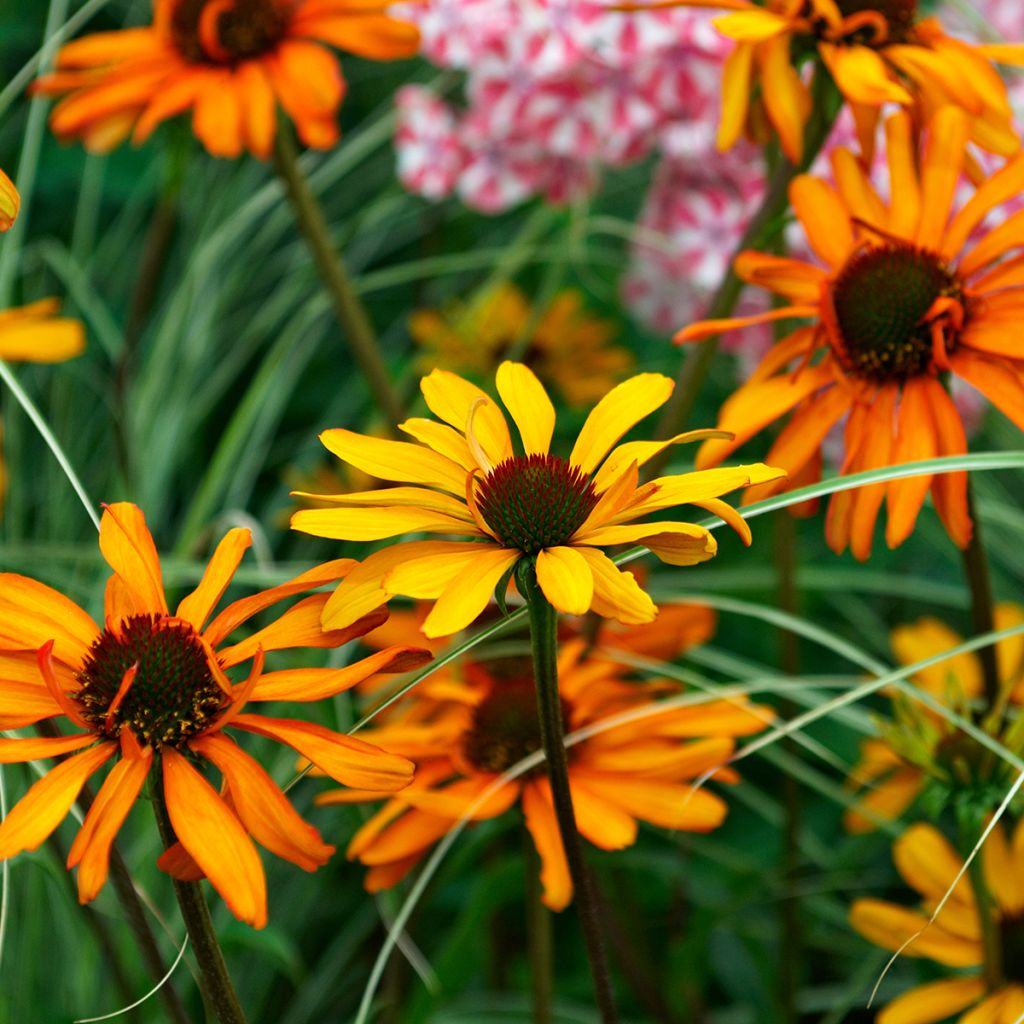 Echinacea Tiki Torch - Scheinsonnenhut