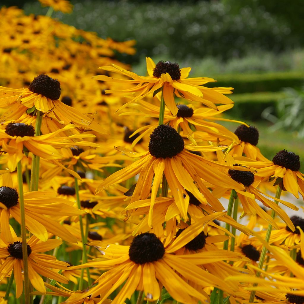 Echinacea Tiki Torch - Scheinsonnenhut