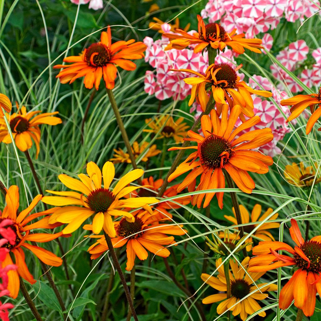 Echinacea Tiki Torch - Scheinsonnenhut