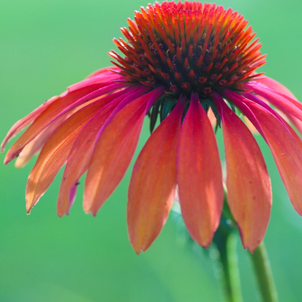 Echinacea purpurea Tomato Soup - Sonnenhut