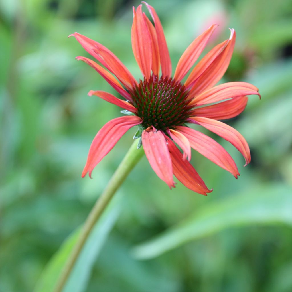 Echinacea purpurea Tomato Soup - Sonnenhut