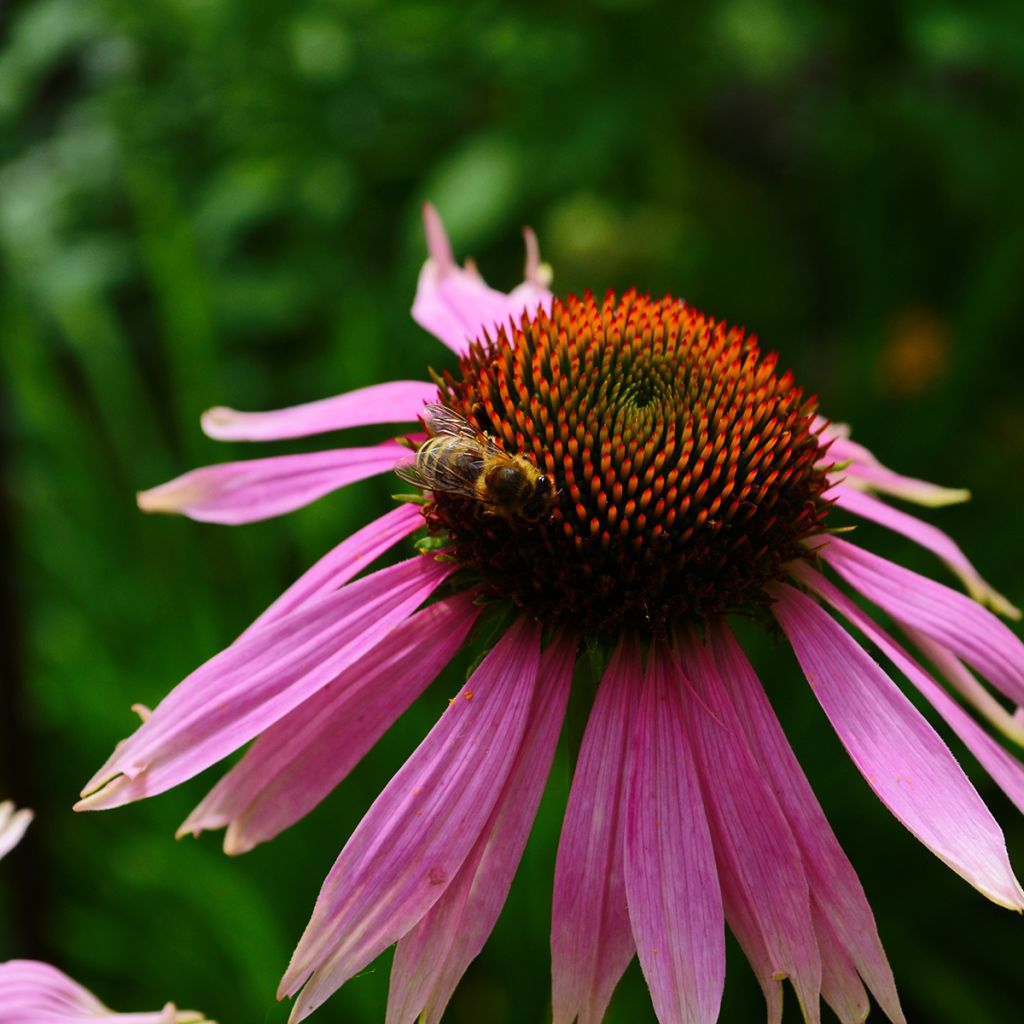 Schmalblättriger Sonnenhut - Echinacea angustifolia