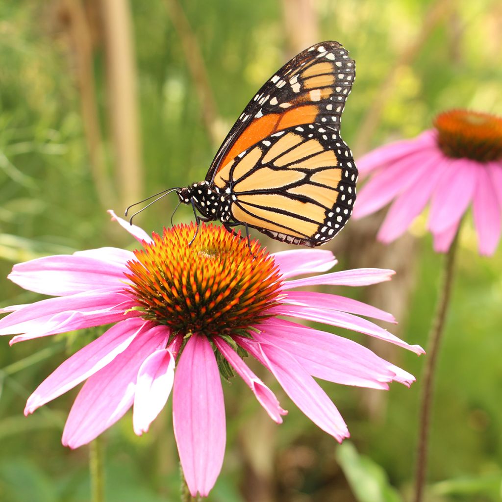 Schmalblättriger Sonnenhut - Echinacea angustifolia