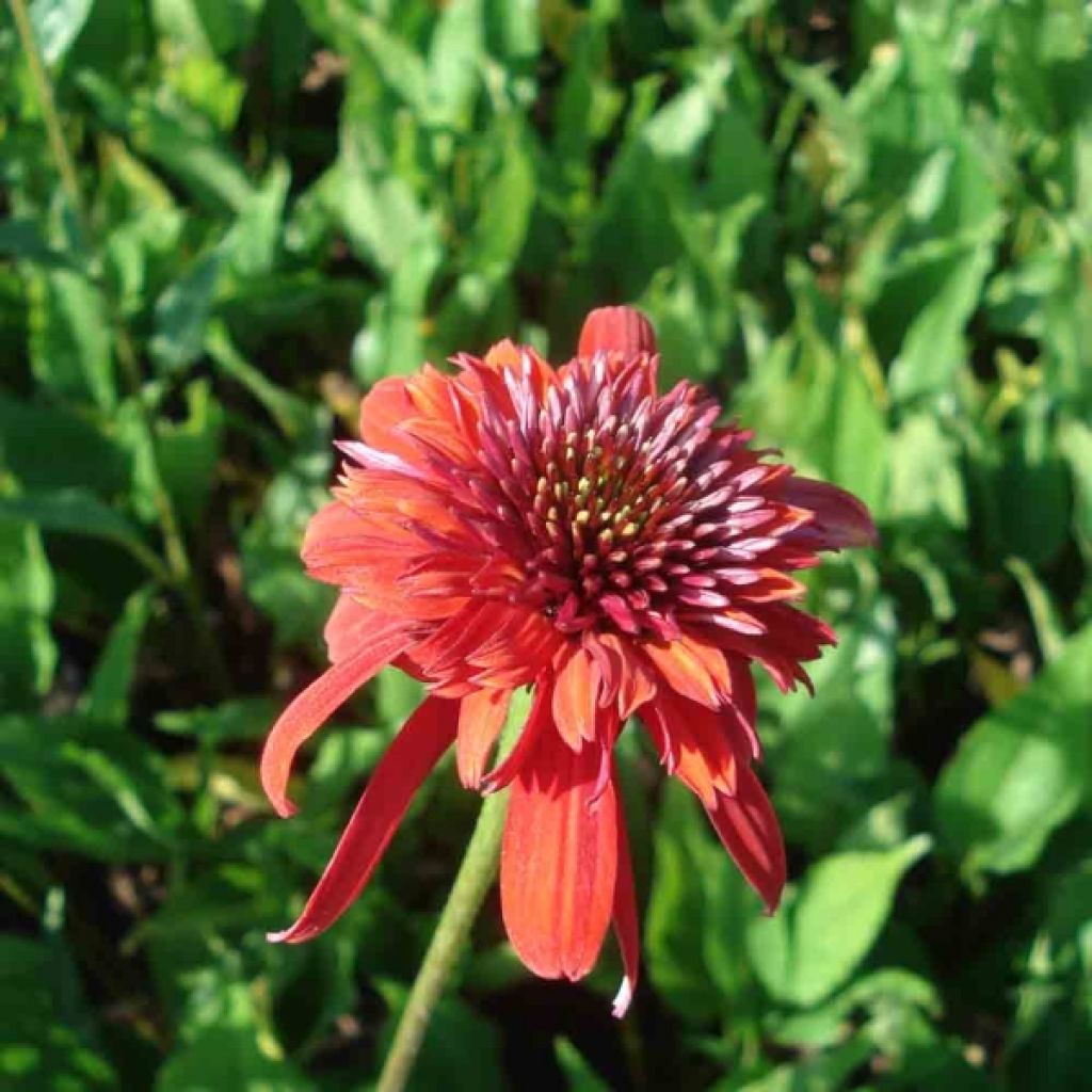 Echinacea purpurea Eccentric - Sonnenhut