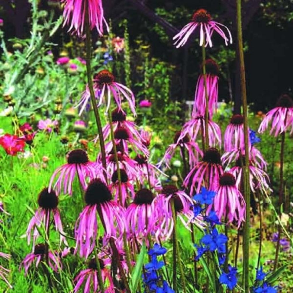 Echinacea pallida - Bleicher Sonnenhut