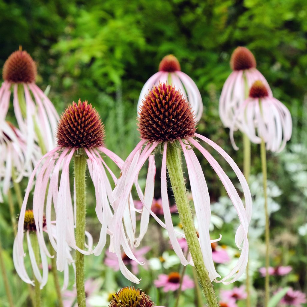 Echinacea pallida - Echinacée