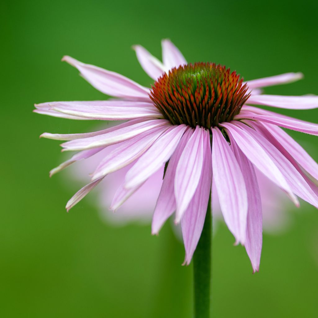 Echinacea pallida - Bleicher Sonnenhut