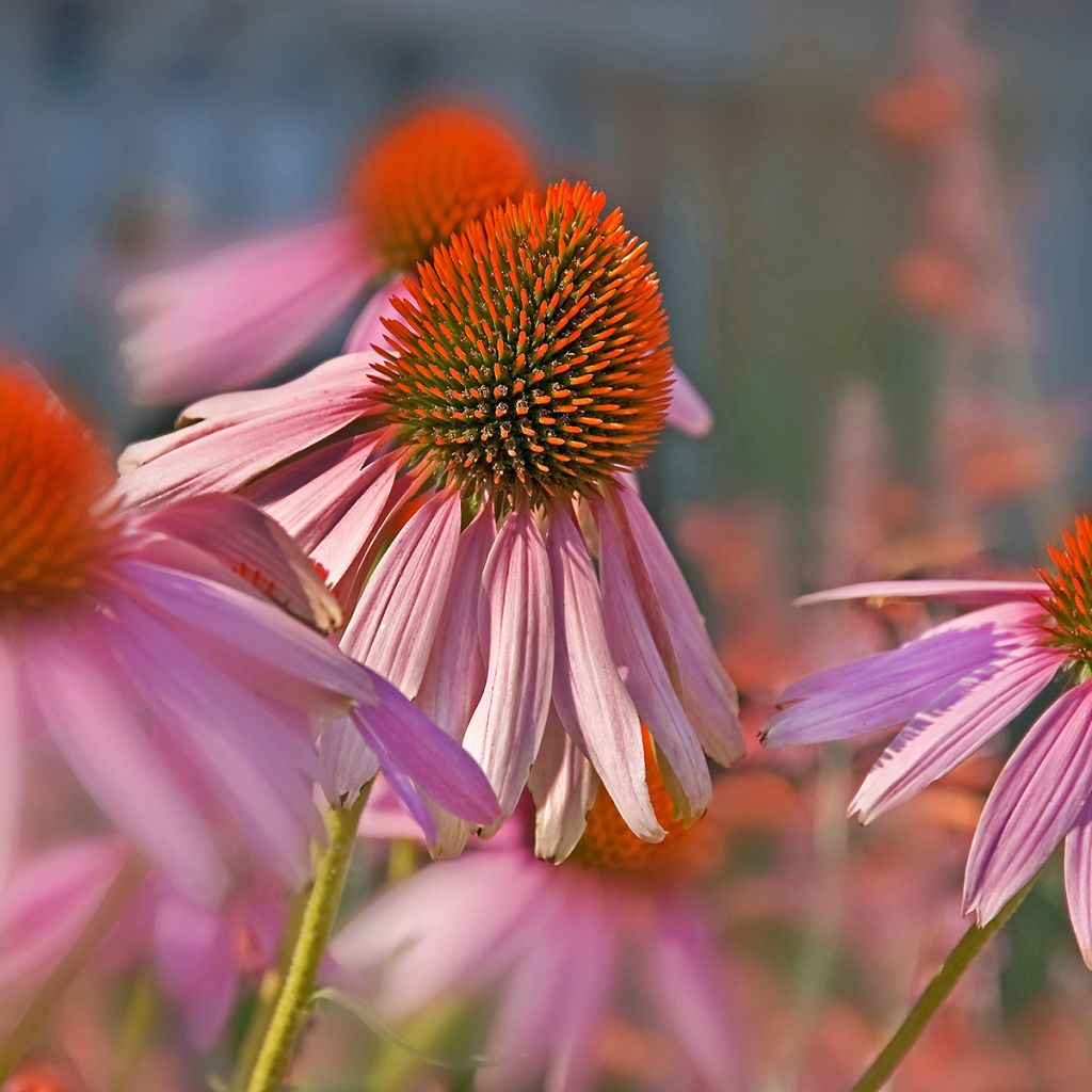 Echinacea pallida - Bleicher Sonnenhut