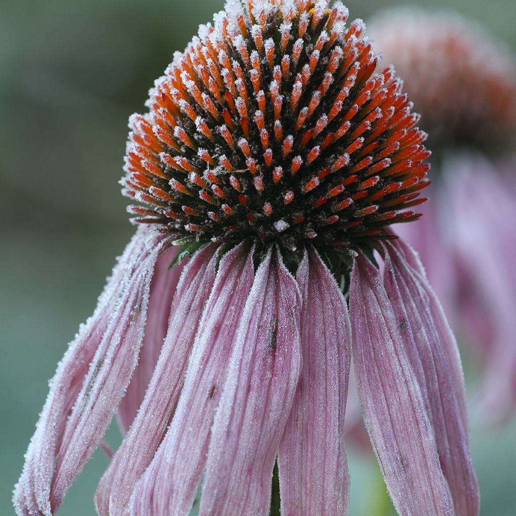 Echinacea pallida - Bleicher Sonnenhut