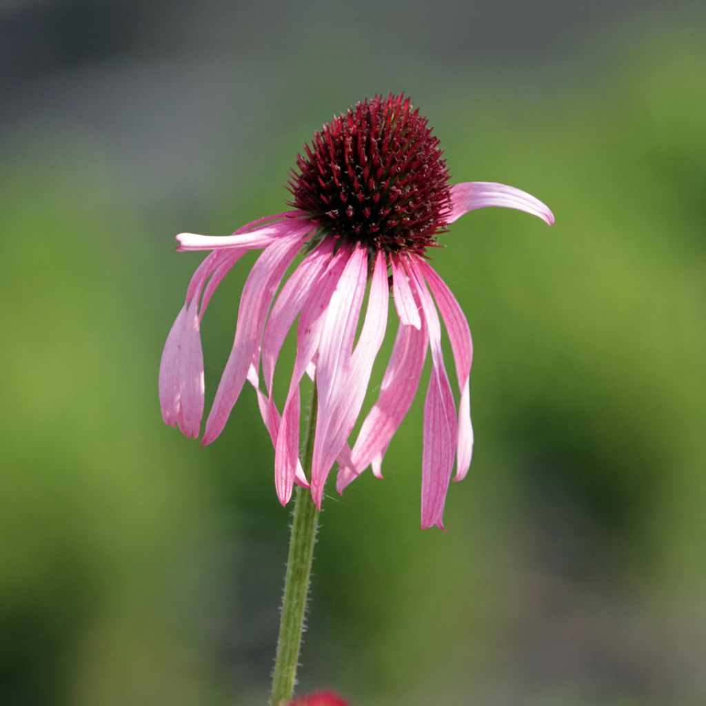 Echinacea pallida - Bleicher Sonnenhut