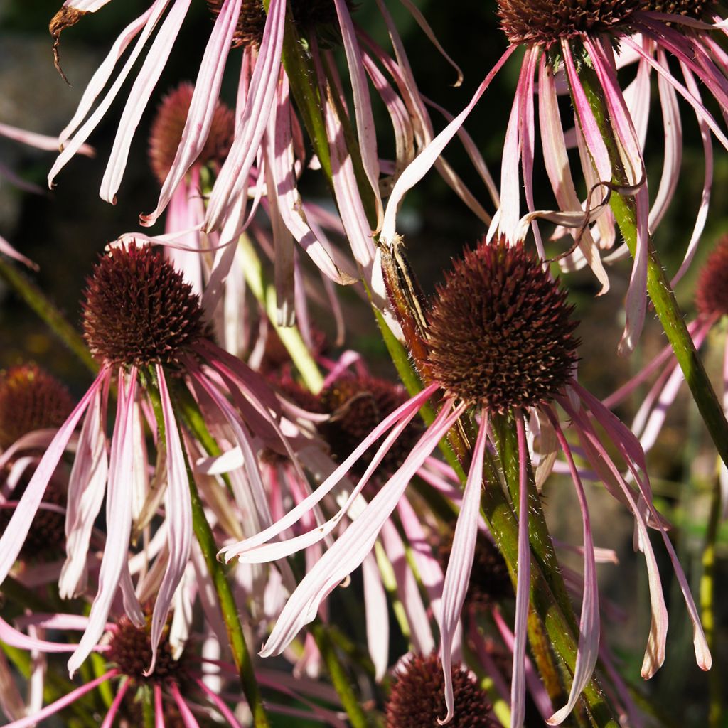 Echinacea pallida Hula Dancer - Bleicher Sonnenhut