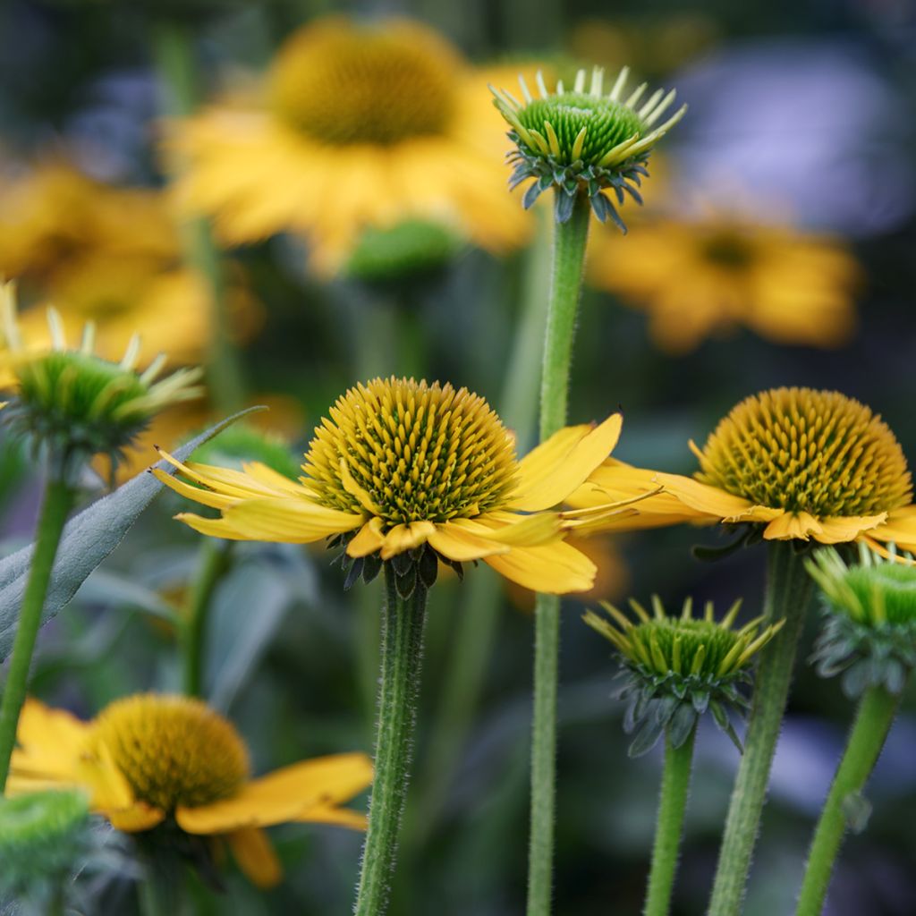 Echinacea paradoxa - Gelber Sonnenhut