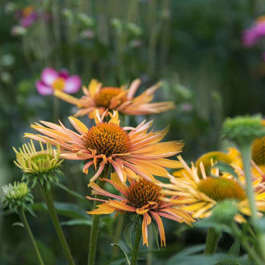 Echinacea paradoxa - Gelber Sonnenhut