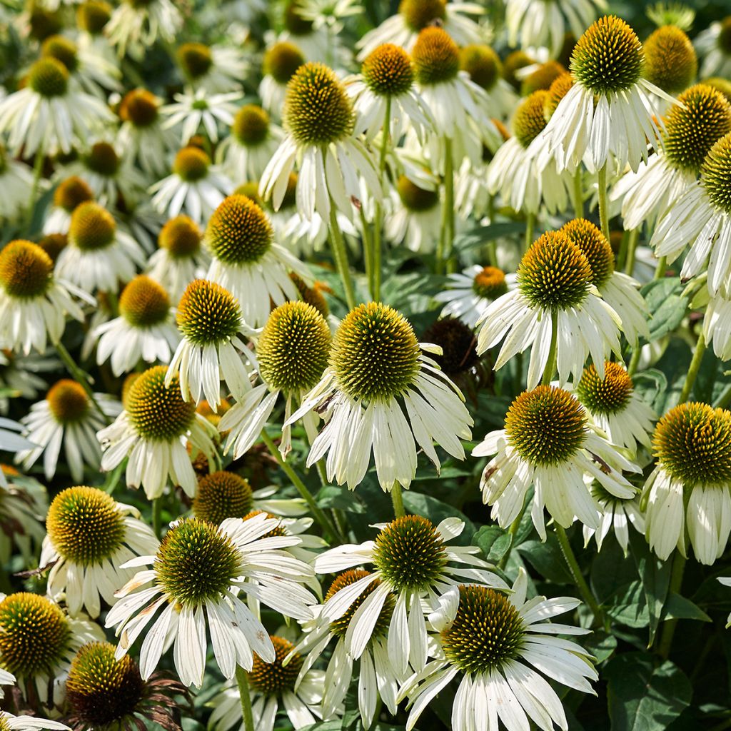 Echinacea purpurea Alba - Sonnenhut