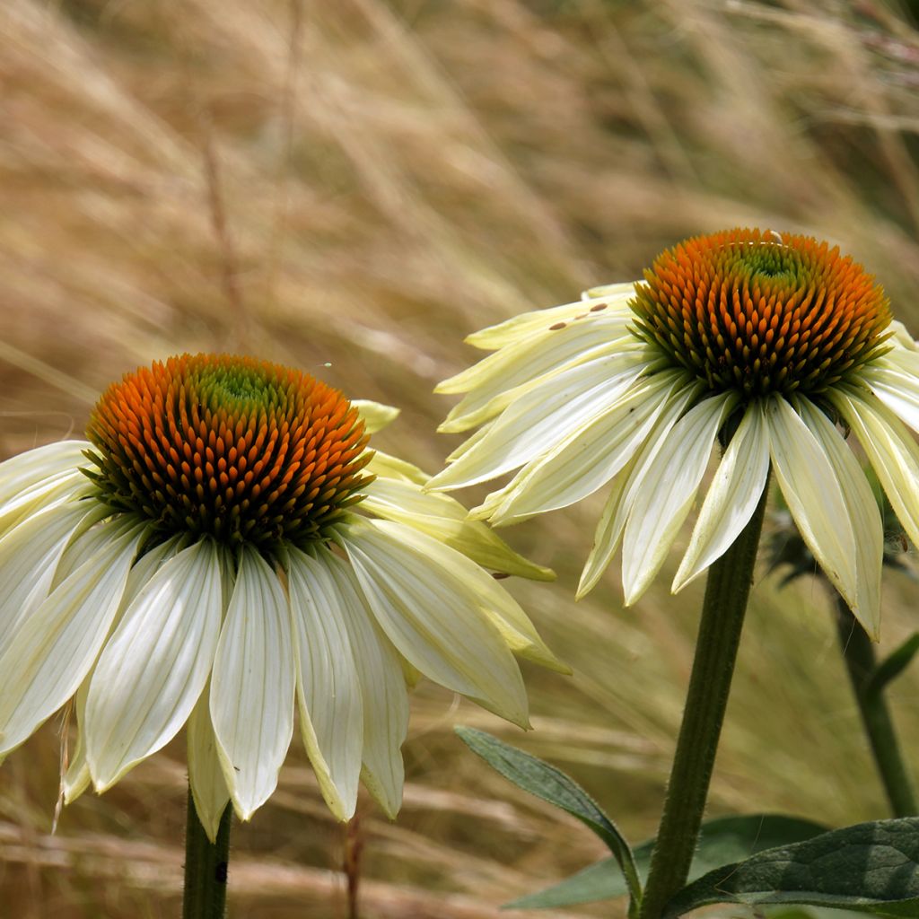 Echinacea purpurea Alba - Sonnenhut