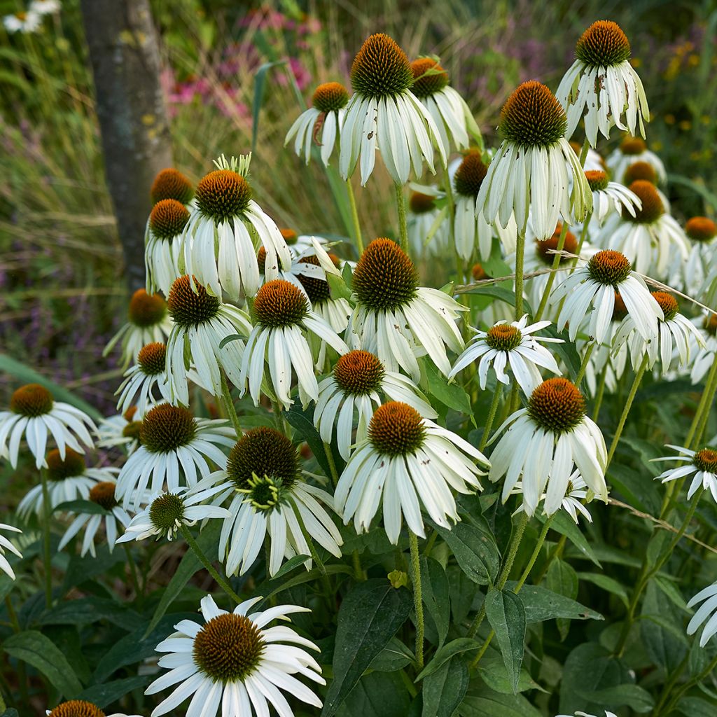 Echinacea purpurea Alba - Sonnenhut