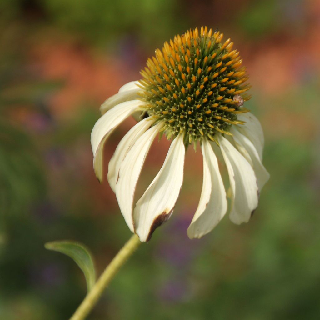 Echinacea purpurea Alba - Sonnenhut