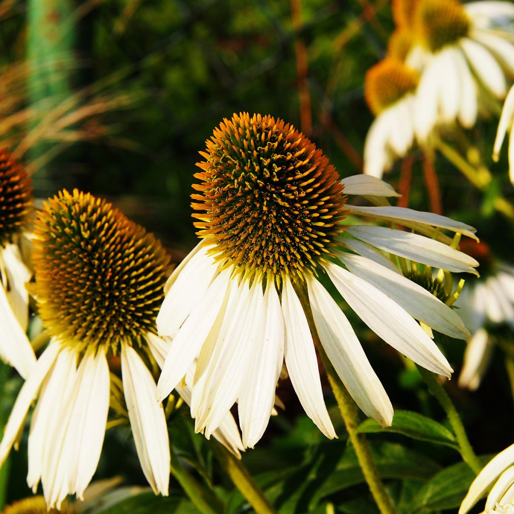 Echinacea purpurea Alba - Sonnenhut