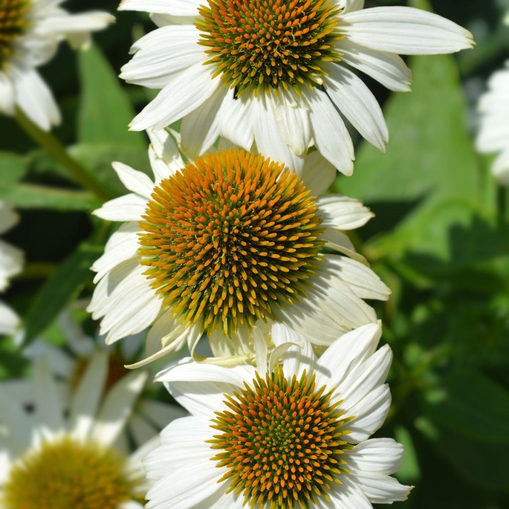 Echinacea purpurea Alba - Sonnenhut