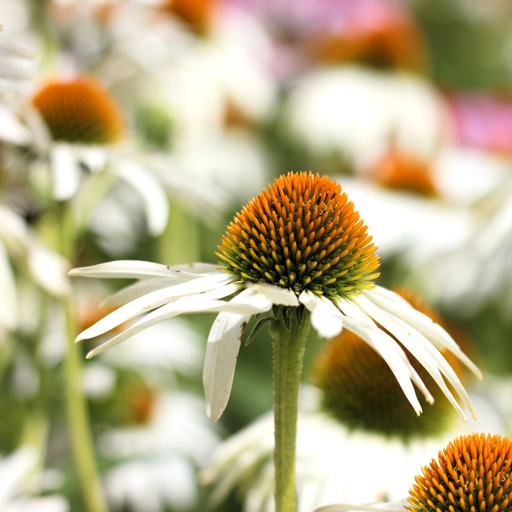 Echinacea purpurea Alba (Samen) - Sonnenhut