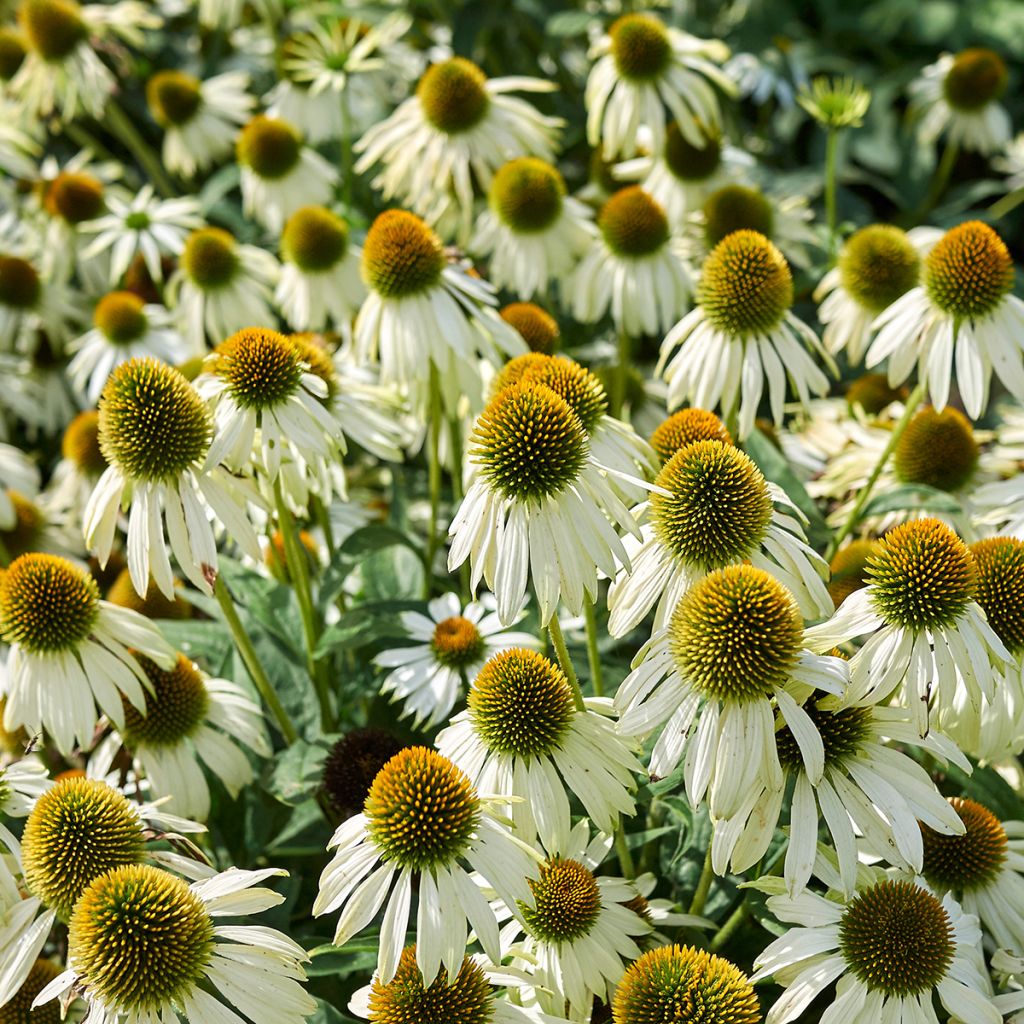 Echinacea purpurea Alba (Samen) - Sonnenhut