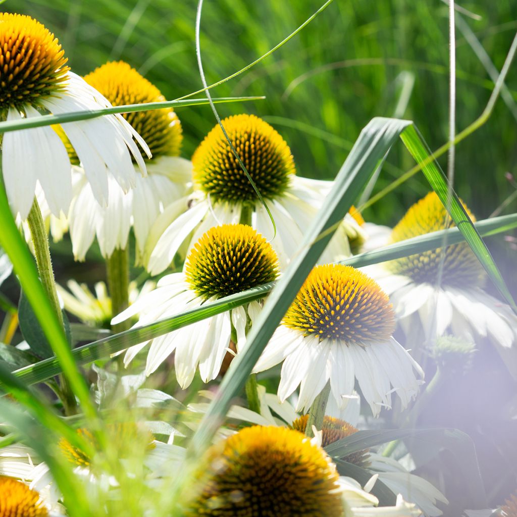 Echinacea purpurea Alba (Samen) - Sonnenhut