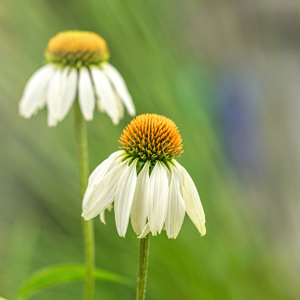 Echinacea purpurea Alba (Samen) - Sonnenhut