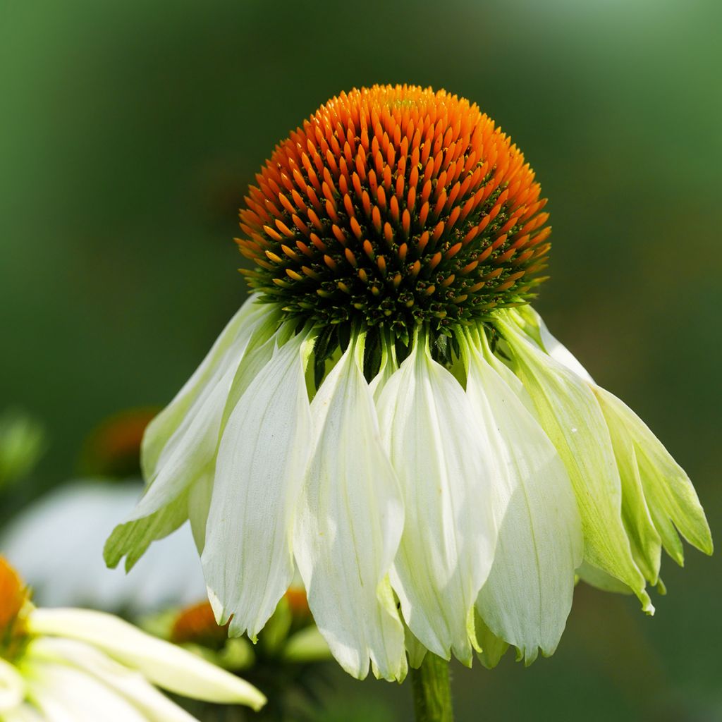 Echinacea purpurea Alba - Sonnenhut