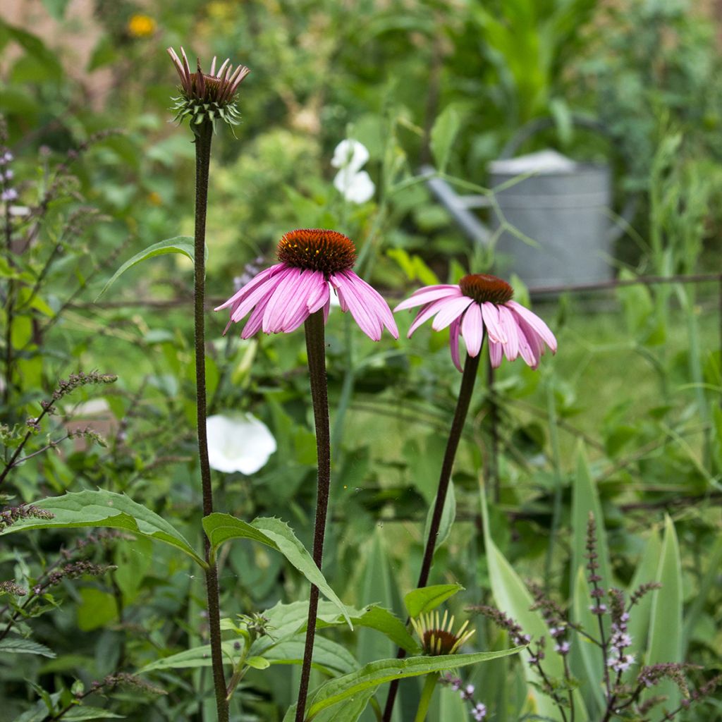 Echinacea purpurea August Koningin - Rudbeckia pourpre